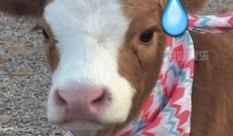 娱乐吃瓜酱胖猫,揭秘娱乐圈那些不为人知的幕后故事